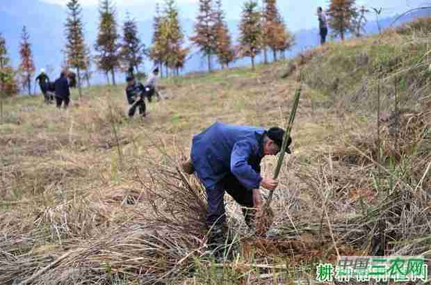 丛生型笋用竹怎么样种植？